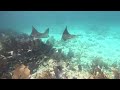 Snorkeling Dry Rocks Reef - The best shallow reef in the Florida Keys!