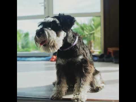 Vidéo: Tout ce que vous devez savoir sur les schnauzers