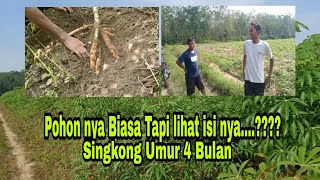 Singkong Varietas unggul || Mirip Singkong Kasesa
