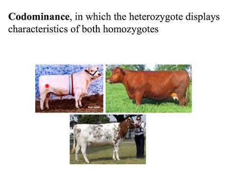 Genetics Problems - YouTube