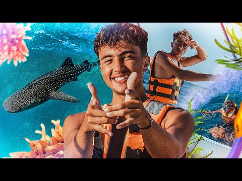 Vidéo: Un guide pour nager avec les requins baleines au Mexique