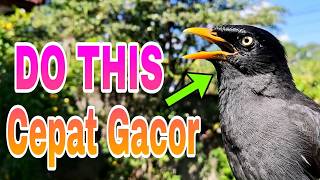 Jalak Kebo Gacor - MAsteran & Pancingan jalak Stres Bikin Cepat Bunyi #828