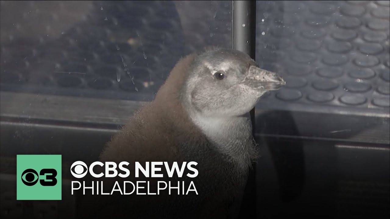 Cuteness alert! Adventure Aquarium announces name of new baby