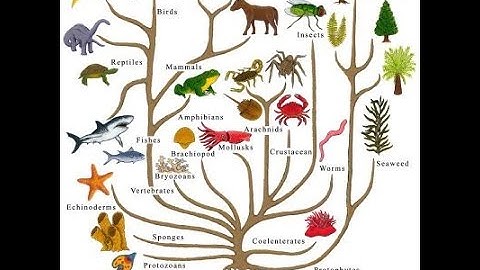Evolution’s Flawed Thinking. Dr. Kevin Anderson. Origins. Creation Evidence.