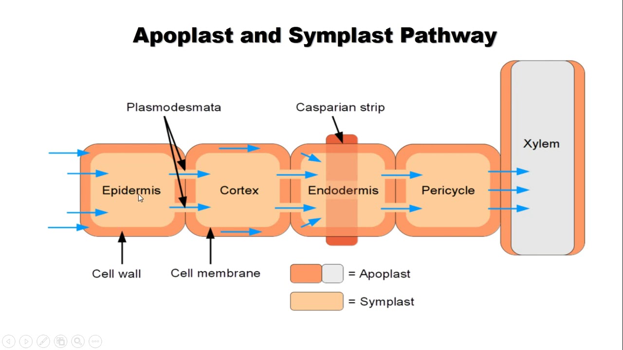 Apoplast And Symplast Pathway YouTube Apoplast And Symplast Pathway YouTube