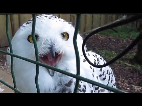 Scary Owl Screaming (Gufo Pauroso che urla)