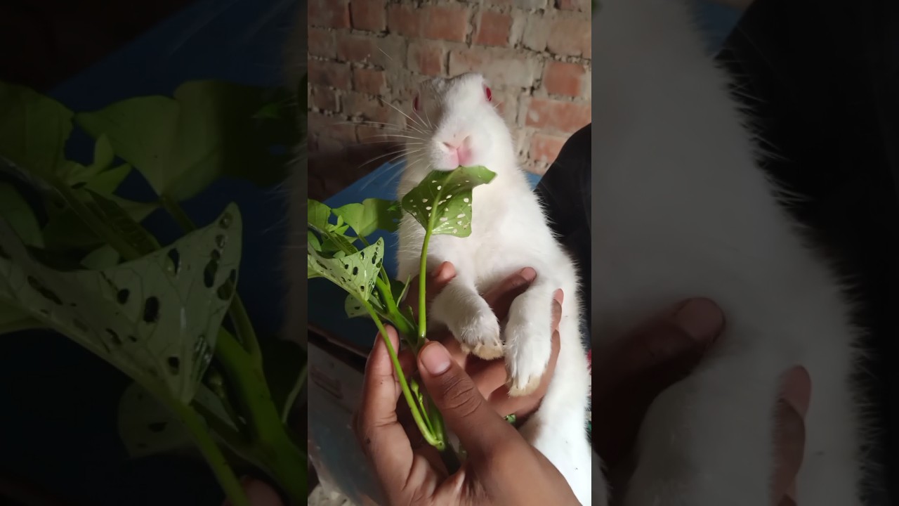 #rabbiteatinggreenleaf