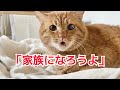 虐待され続けた猫‼️極度の人間不信から2年