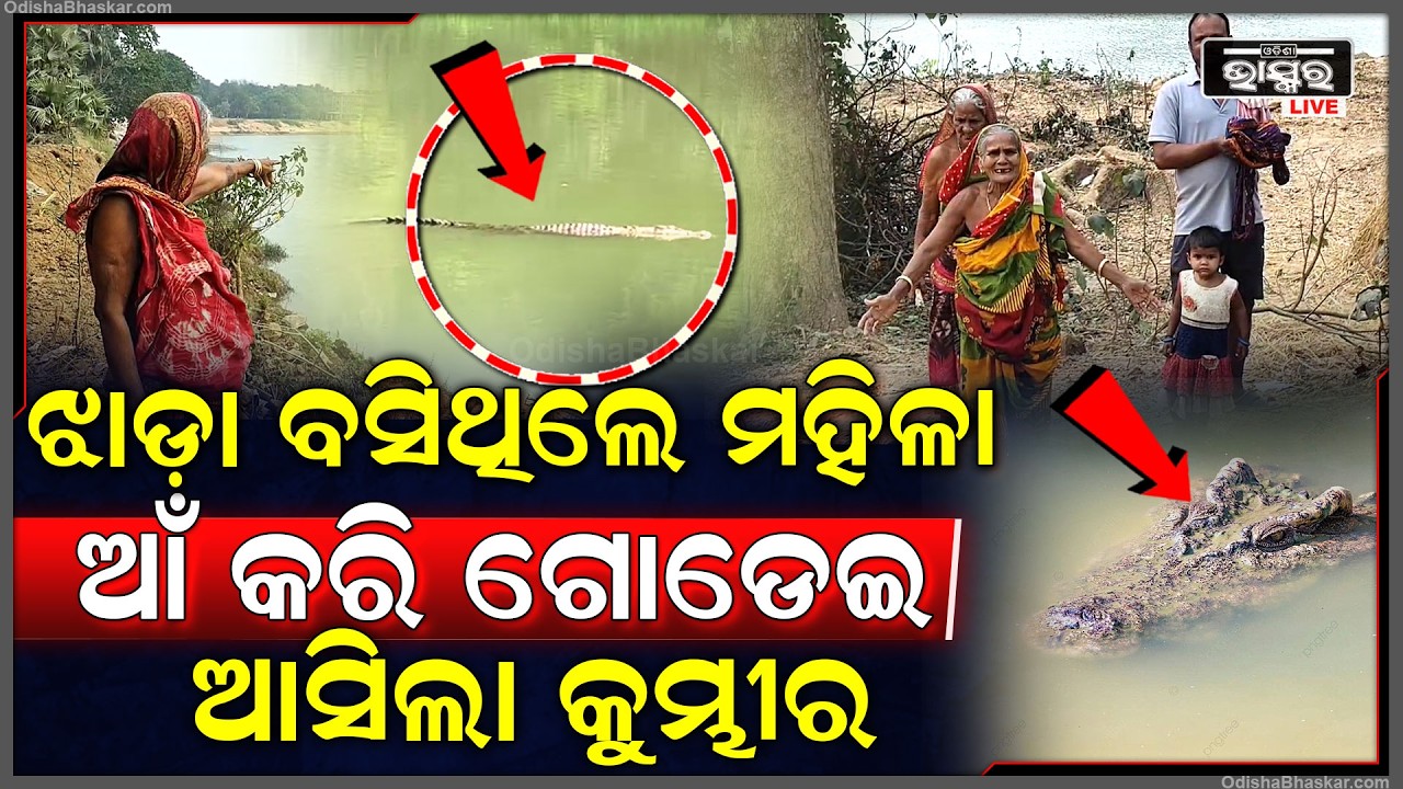 ମଣିଷ ଗନ୍ଧରେ ନଦୀ କୂଳରେ ଘୁରି ବୁଲୁଛି ବିରାଟ କୁମ୍ଭୀର,ହଠାତ କୁମ୍ଭୀର ଦେଖି ବାସନ ଫୋପାଡି ଦୌଡିଲେ ମହିଳା...