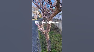 Thumbnail of plum flower #tree #pinkcolorflower #ume #shorts