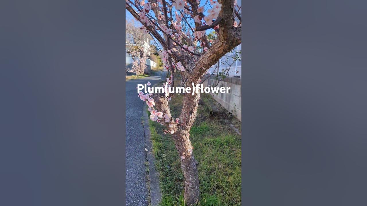 plum flower #tree #pinkcolorflower #ume #shorts plum flower #tree #pinkcolorflower #ume #shorts