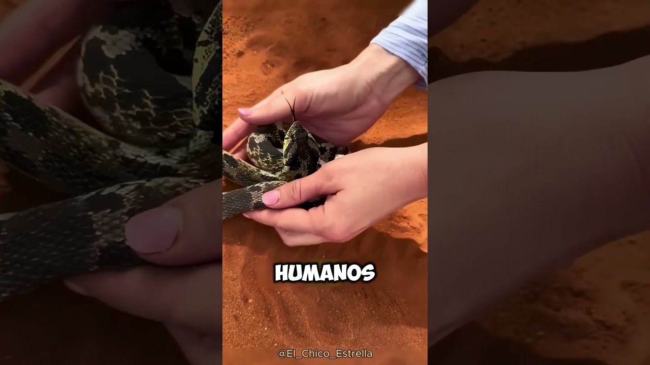 Esta serpiente MASCOTA es totalmente INOFENSIVA 🥺🐍