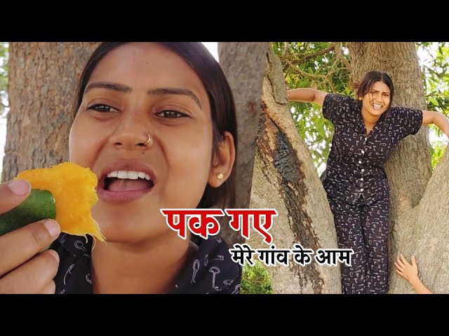 पक गए मेरे गांव के बगीचों के आम || Shivani kumari class=