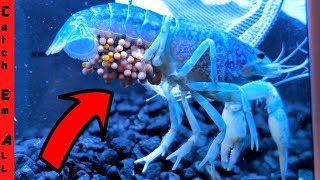 Hatching Multi- Colored Crawfish Eggs At Home Baby Lobsters