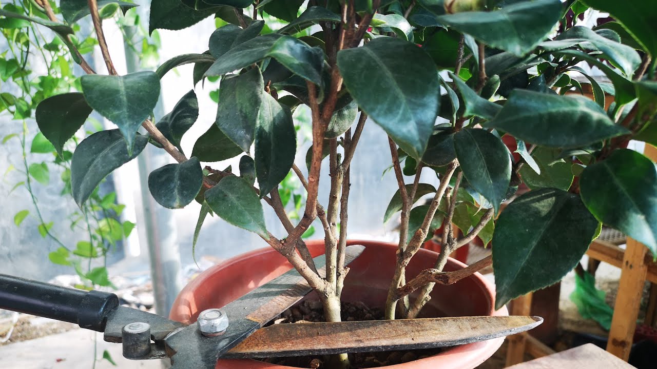 修剪茶花 什么时候最适宜 看这点就知道了 Youtube 修剪茶花 什么时候最适宜 看这点就知道了 Youtube