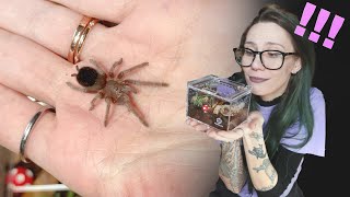 I'm BACK with EVEN SMALLER ENCLOSURES for my Tarantulas! rehousing slings in mini bioactive sliders