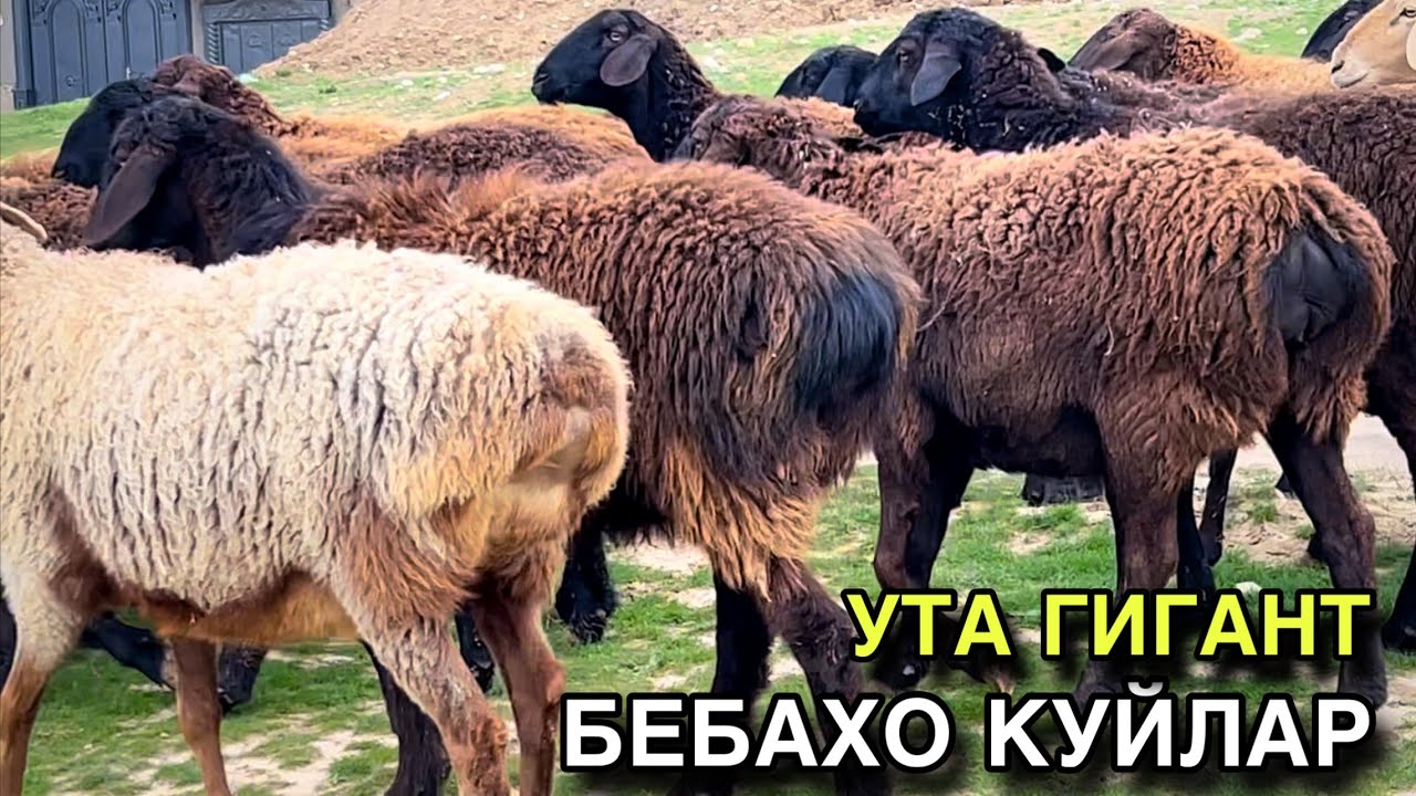 ХИСОРИ ТОЗАЛАРИ! ☎️+998 97 291 6390