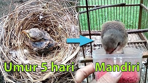 Perkembangan anakan burung Cendet dari umur 5 hari sampai mandiri