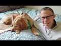 Python with Puppies Lesson 1 (Variables, assignment, input/output)