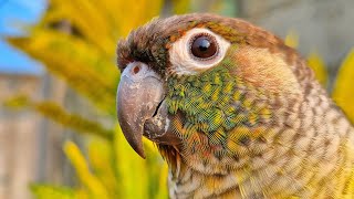 calming conure sounds : yellow sided conure so beautiful to day , parrot sound