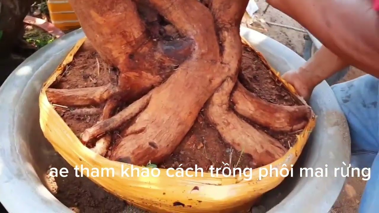cách trồng phôi mai rừng