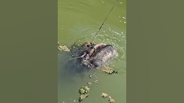 Sông mekong camphuchia xuất hiện cá khổng lồ #cacconvat #docla #fishing