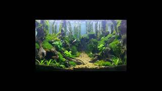 Jungle aquascape 60cm