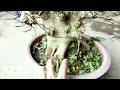 Cây Sung Bonsai Mini Bông Dăm Kín Như Sanh Nam Điền Hiếm Có