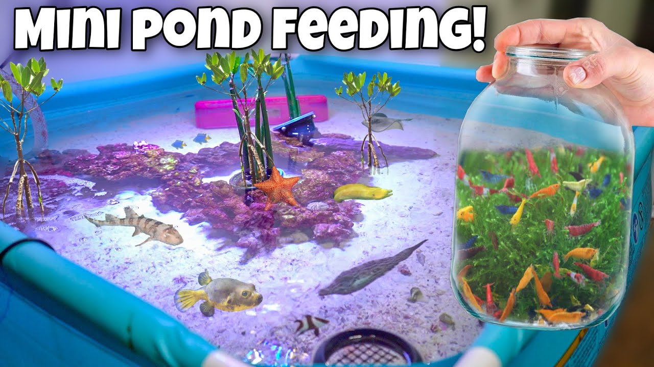 Feeding My MINI Exotic Saltwater POND YouTube