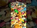 ASMR Soap crumb