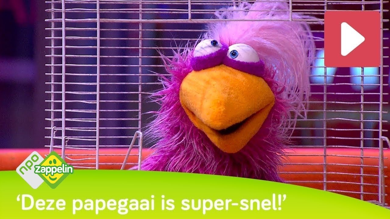 PAPEGAAI PRAAT EERDER DAN OPPER DE POP | De Boterhamshow | NPO Zappelin