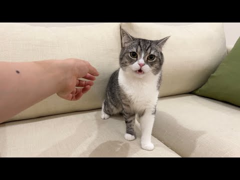 トイレ掃除の後に猫をなでなでしようとしたら手が臭すぎて大変なことにw