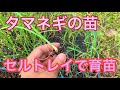 玉ねぎの苗のセルトレイ育苗51日間の記録