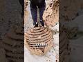 Exploring Asian wasps nests!😨 #shorts #viral #wasp