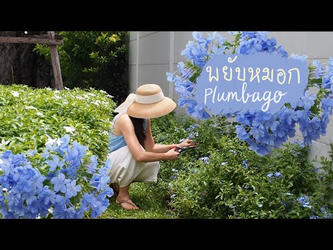 วีดีโอ: Plumbago Care: ที่ไหนและอย่างไรที่จะปลูกต้น Plumbago