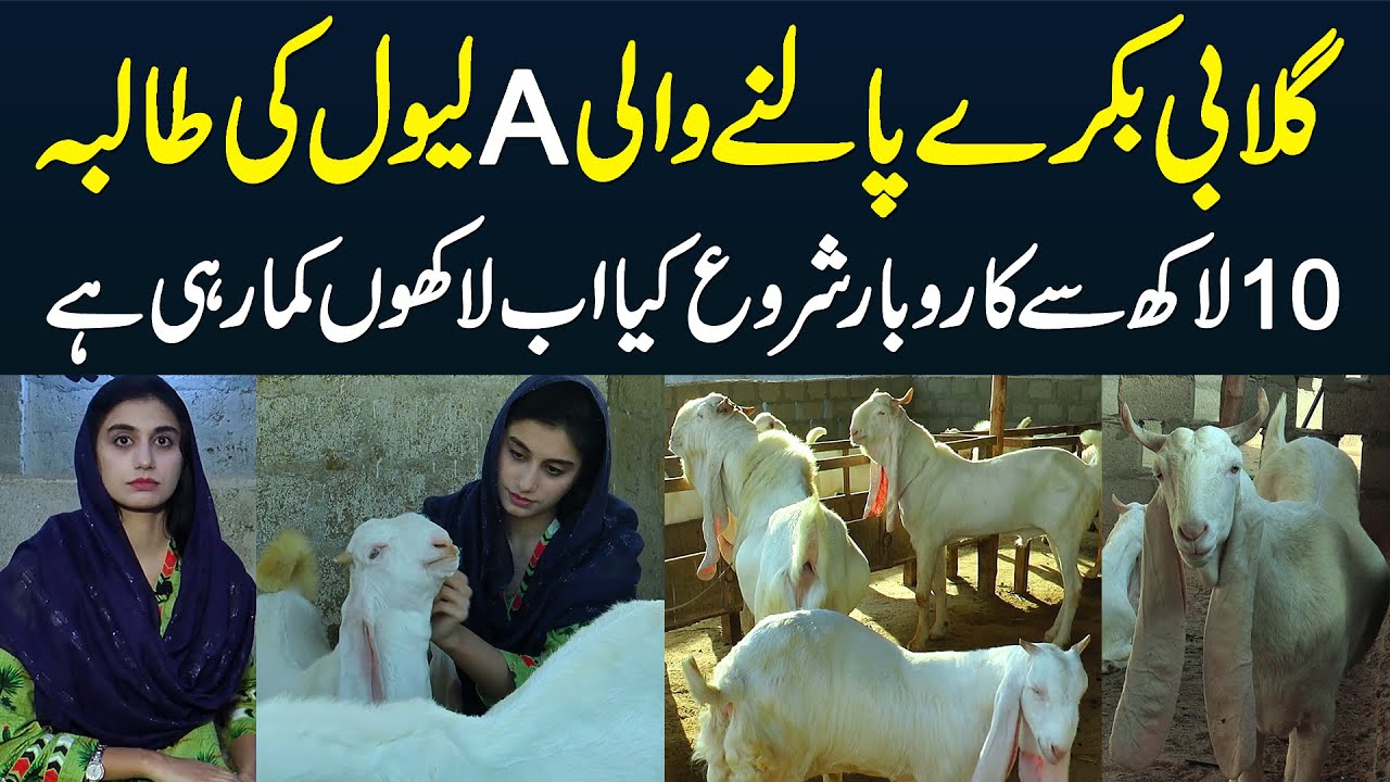 Gulabi Bakray Palne Wali A Level Ki Student - 10 Lakh Se Business Start Kia Aaj Lakhon Kama Rahi Hai