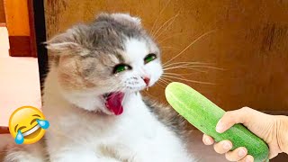 Hilarious Cats and Dogs 😹🐶 Funniest Animals 2024 🤣 Part 7
