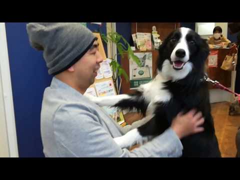 初対面なのにナデナデをすごく要求するボーダーコリーのチロルちゃん