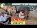 👍For Sale : 38000Rs👍 Desi Cows available Handa Dairy Farm (88138 54754)👍