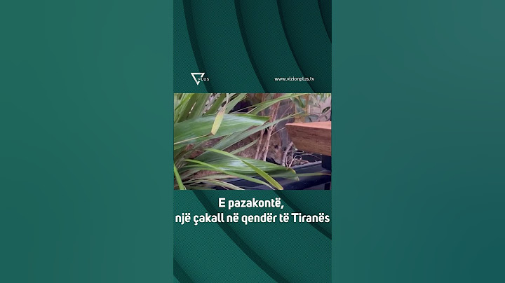 E pazakontë, një çakall në qendër të Tiranës