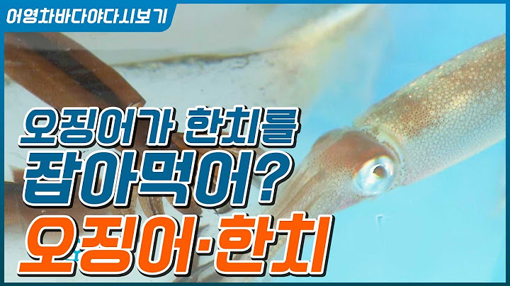 한치가 잡히면 달려들어 뜯어먹는 게 오징어 #오징어 한치 모든 것 #낚시법 #요리법 #강원도 오징어 제주 한치 #오징어 한치 구분