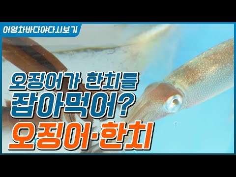 한치가 잡히면 달려들어 뜯어먹는 게 오징어 #오징어 <strong>한치</strong> 모든 것 #낚시법 #<strong>요리법</strong> #강원도 오징어 제주 <strong>한치</strong> #오징어 <strong>한치</strong> 구분