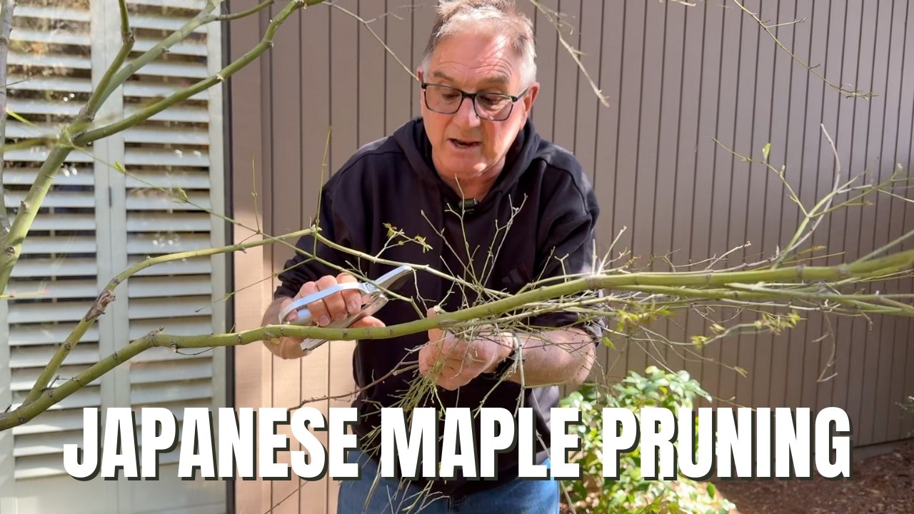 I Finally Learned How to Prune Japanese Maples (And You Can Too!)