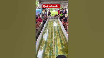 Đua ghe ngo điên điển tốc độ quá nhanh !!!