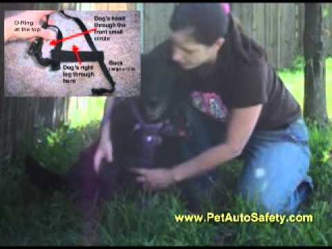 dog harness how to put on