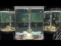 サンピアザ水族館　2018.02 の動画、YouTube動画。