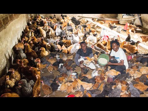 Ukisikia Ufugaji UNATAJIRISHA Ni Kweli Usibishe KIJANA Anaingiza Mamilioni Y Pesa