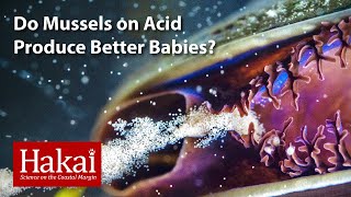 Do Mussels on Acid Produce Better Babies?