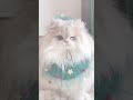 terpesona dengan kucing ( jangan lupa subscriber )