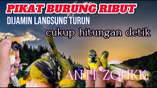 SUARA PIKAT BURUNG RIBUT AMPUH UNTUK BURUNG LIAR YANG SUSAH NYAMBER